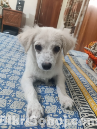 Spitz Dog